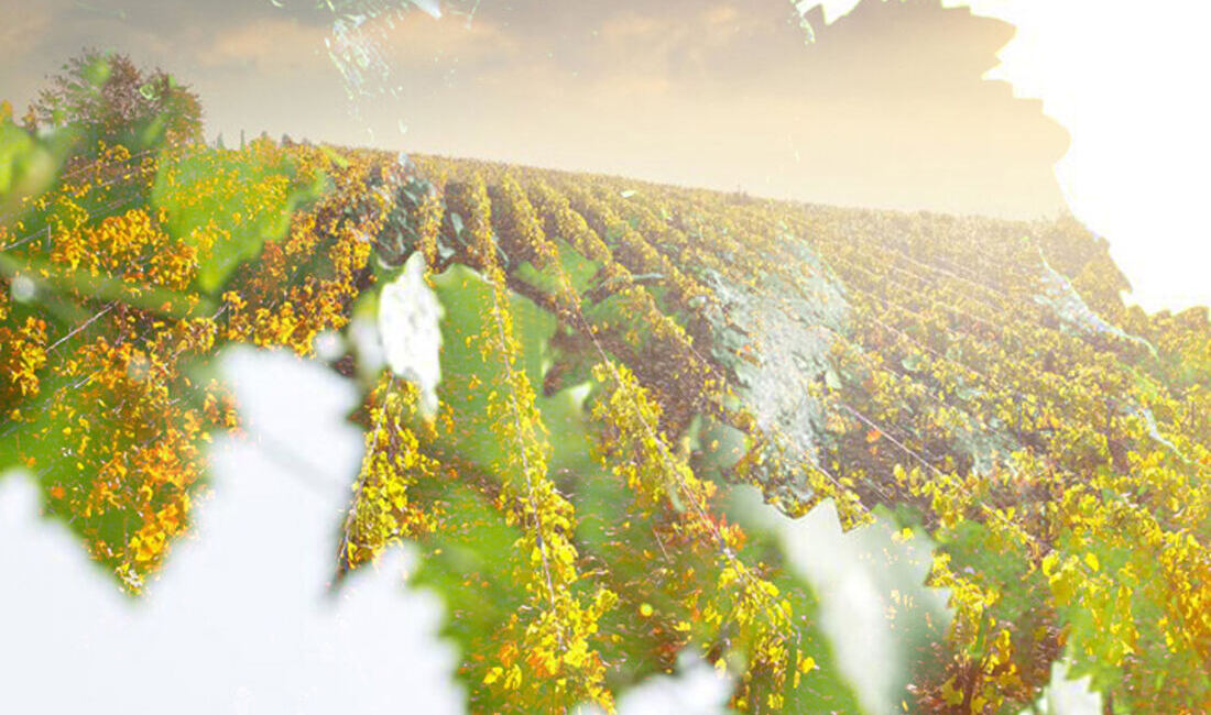Domaine Heresztyn-Mazzini